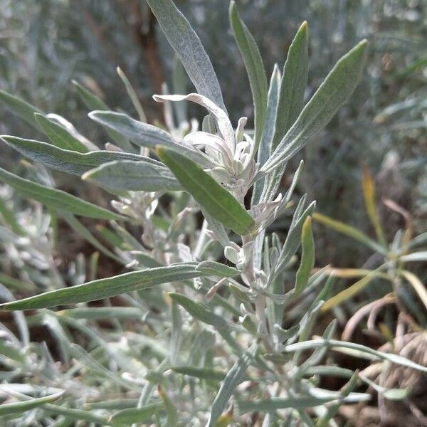 Artemisia cana Leaf