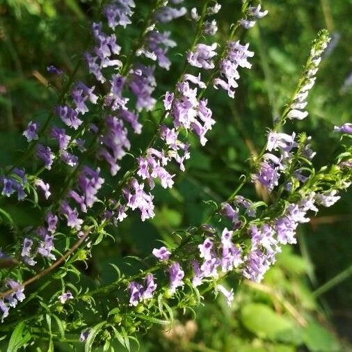 Anarrhinum bellidifolium Blüte