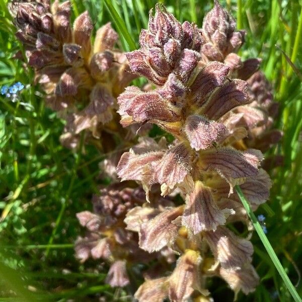 Orobanche lutea Цвят