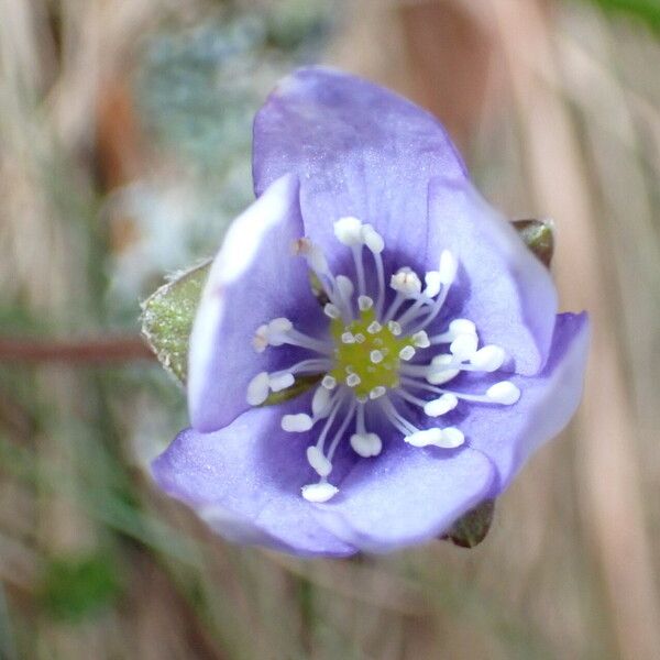 Hepatica nobilis Flower