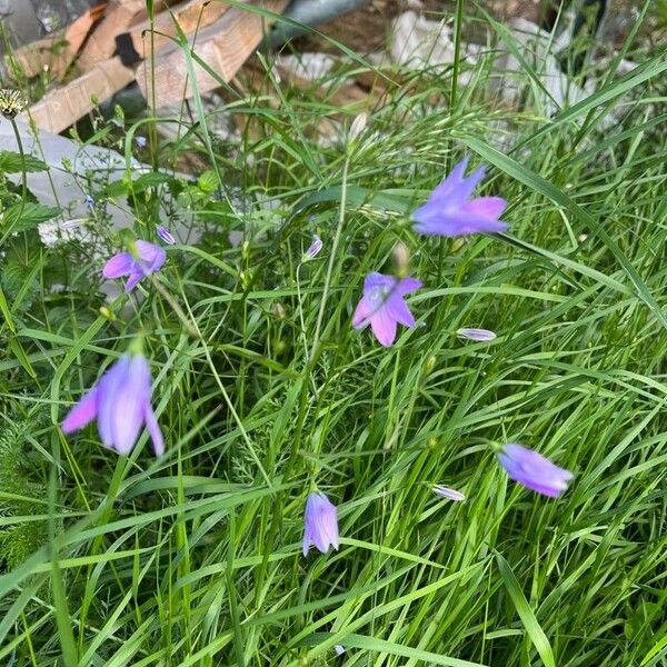 Campanula patula 花