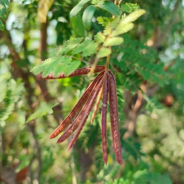 Desmanthus virgatus പുഷ്പം