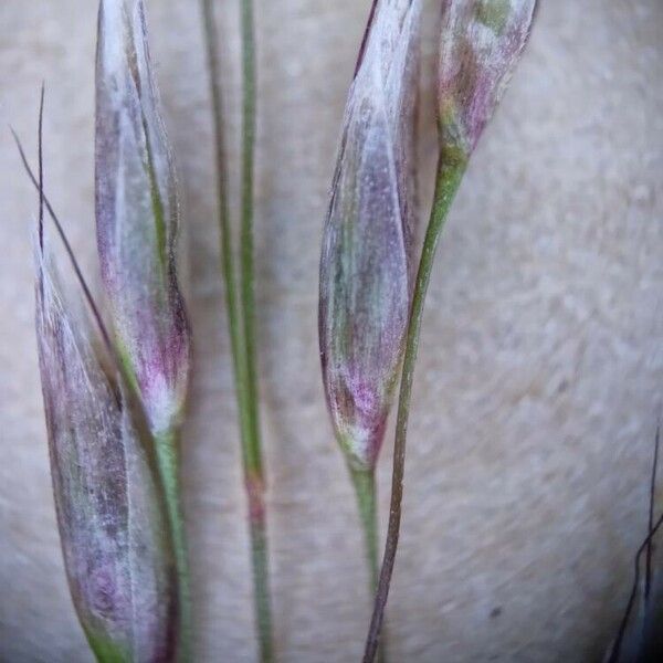 Avenella flexuosa Blomst