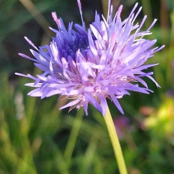 Jasione montana Blüte