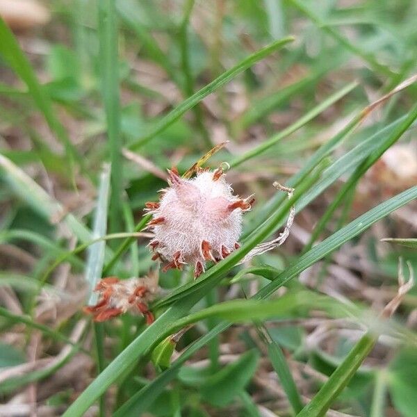 Trifolium fragiferum 果實