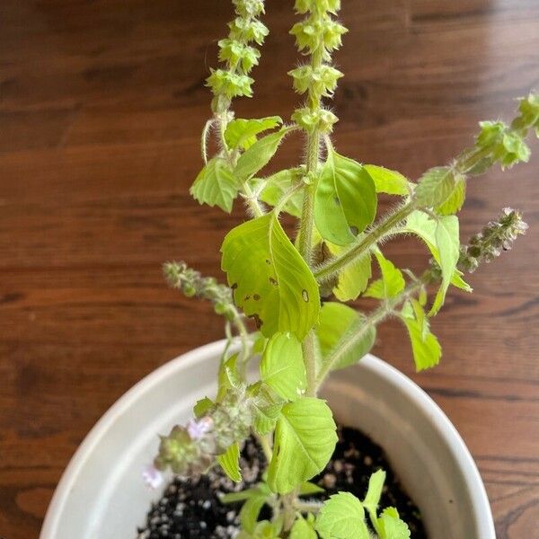 Ocimum tenuiflorum Leaf