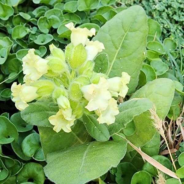 Nicotiana rustica Outro