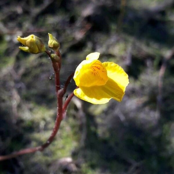 Utricularia australis Flor