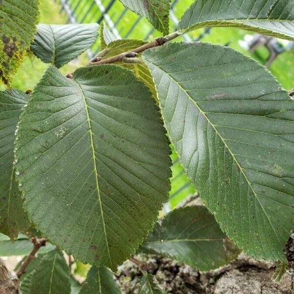 Ulmus davidiana Folha