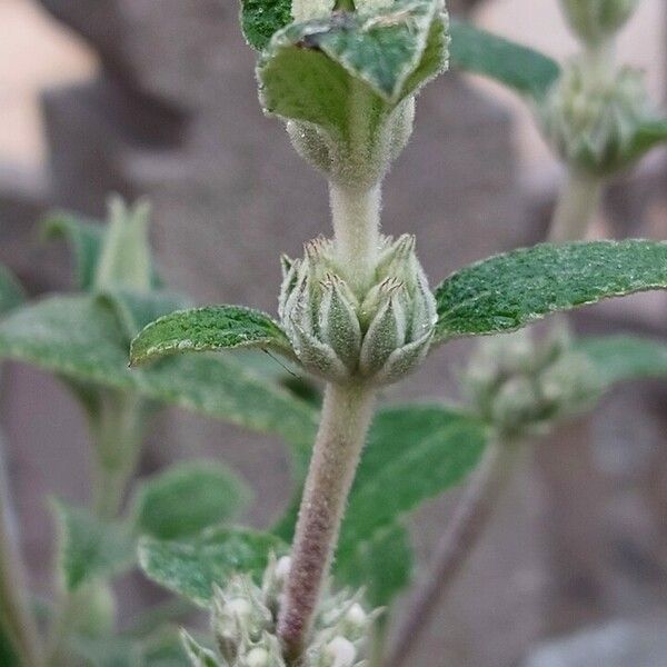 Phlomis purpurea Fulla