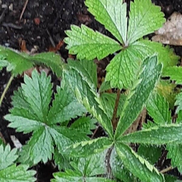 Potentilla nepalensis Leaf