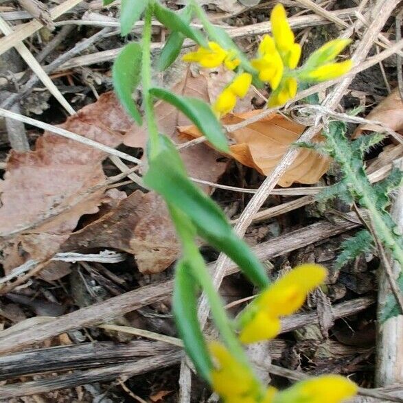 Genista germanica Blad