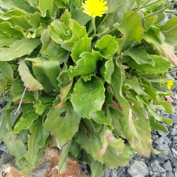 Hieracium amplexicaule Hostoa