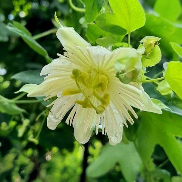 Passiflora tenuifila Virág