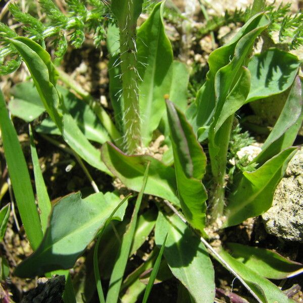 Pilosella floribunda Habit