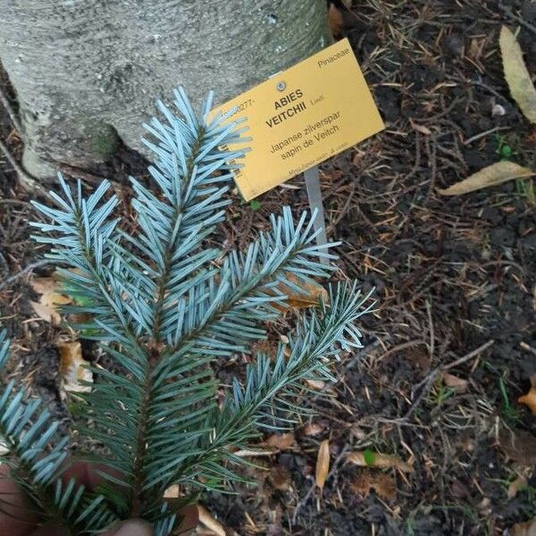 Abies veitchii 葉