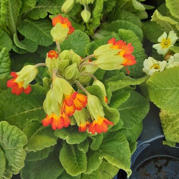 Primula × polyantha Fleur