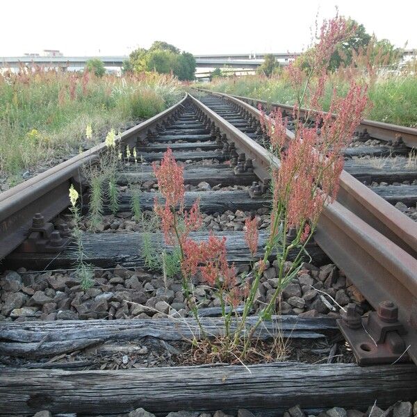 Rumex thyrsiflorus Flor