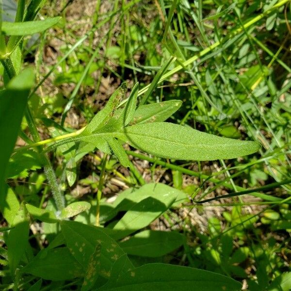 Coreopsis grandiflora Leaf