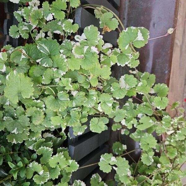 Hydrocotyle sibthorpioides Levél