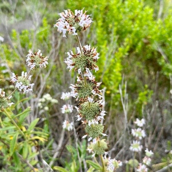 Salvia mellifera Λουλούδι