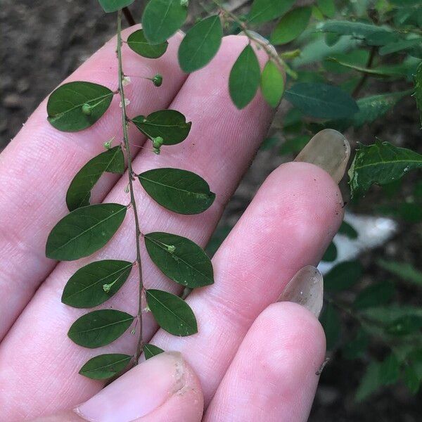 Phyllanthus virgatus Foglia