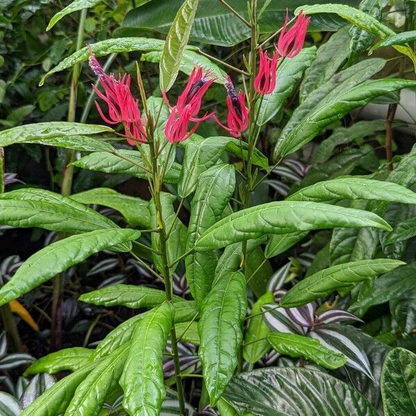 Pavonia multiflora Habitatea