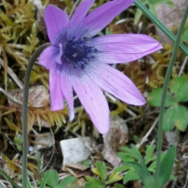 Anemone hortensis പുഷ്പം