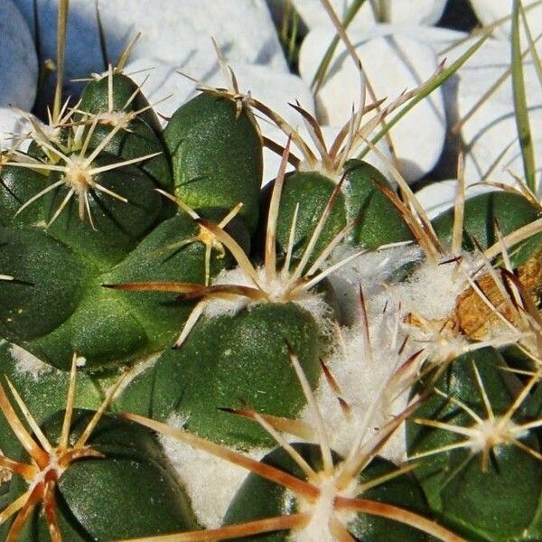 Coryphantha elephantidens Lapas