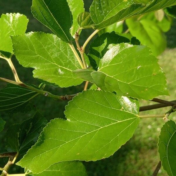 Morus alba Leaf