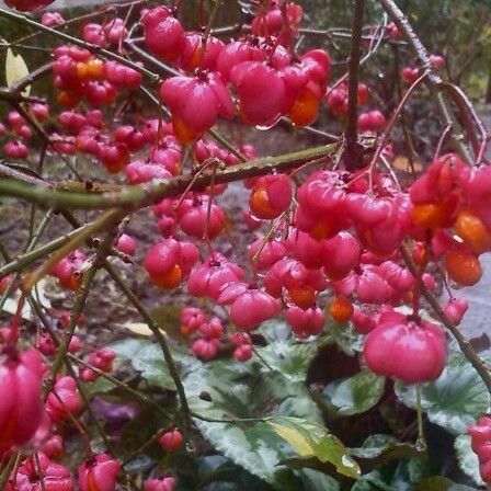 Euonymus europaeus Fruit