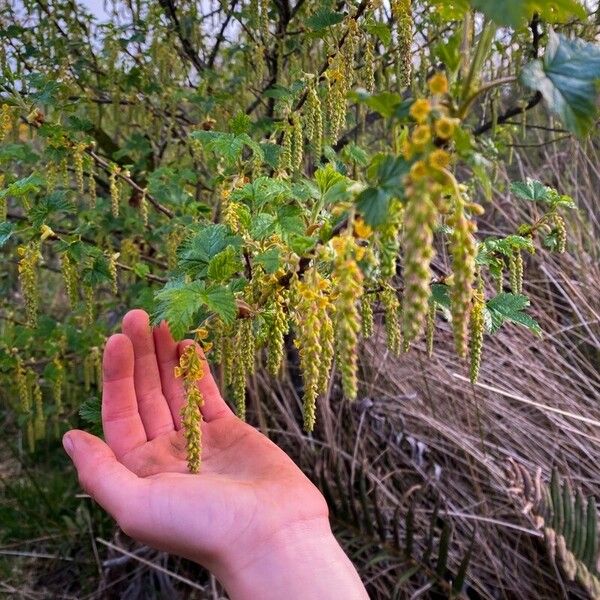 Ribes magellanicum Квітка