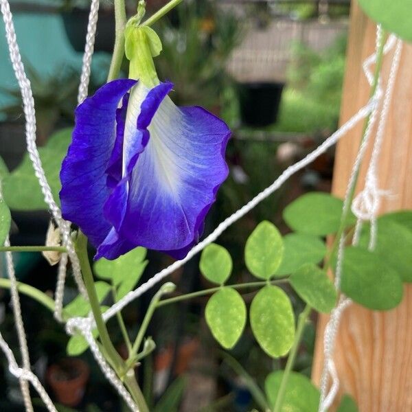 Clitoria ternatea Fleur