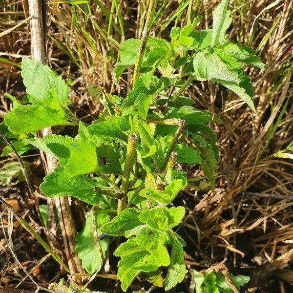 Ocimum gratissimum Leaf