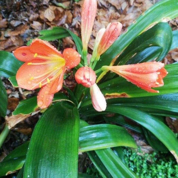 Clivia miniata Flower