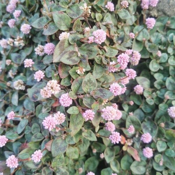 Persicaria capitata Blomst