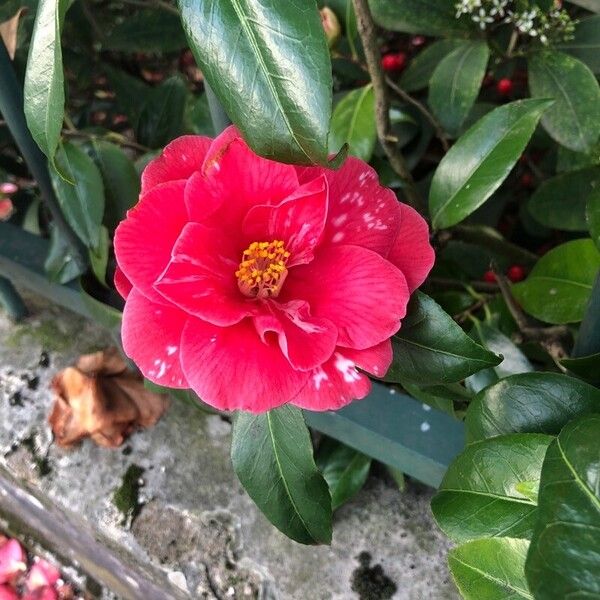 Camellia sasanqua Λουλούδι