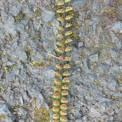 Asplenium trichomanes Flor