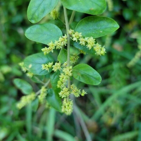 Ligustrum sinense Floare