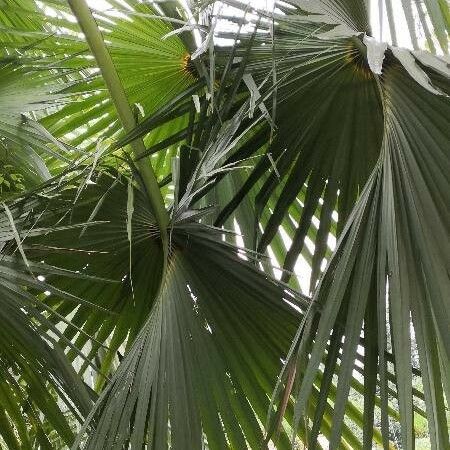 Corypha umbraculifera Leaf