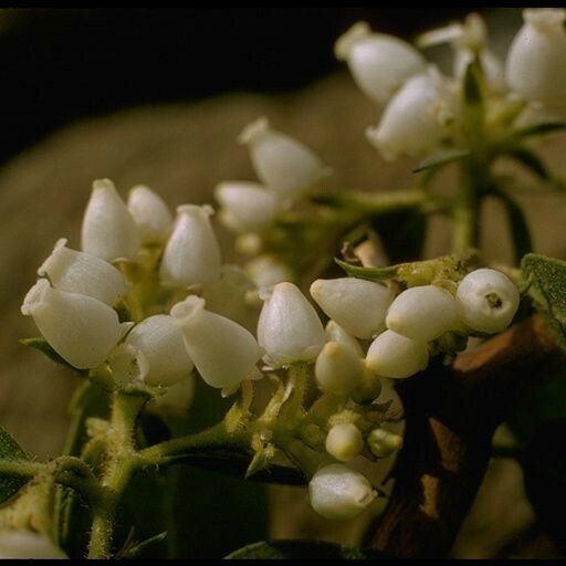 Arctostaphylos glandulosa Квітка