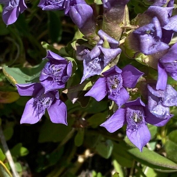 Gentianella ramosa Кветка