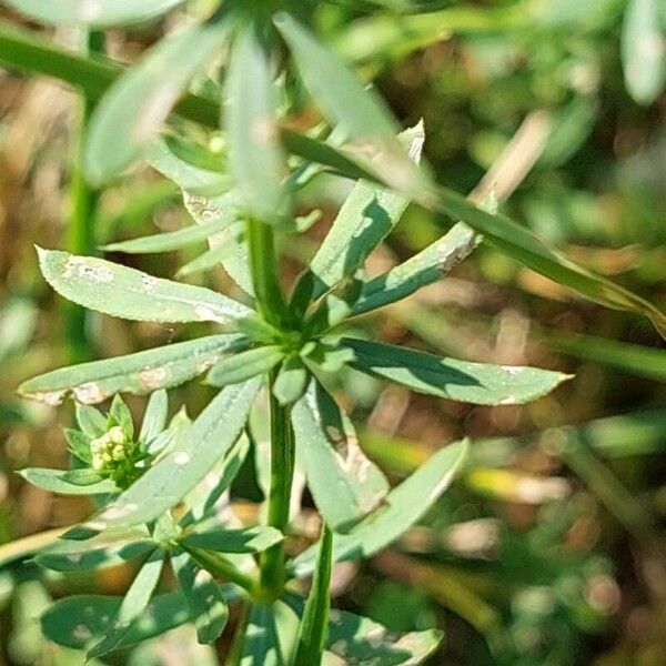 Galium album Frunză