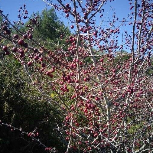 Ilex decidua Fruit