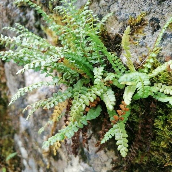 Asplenium viride Hábitos