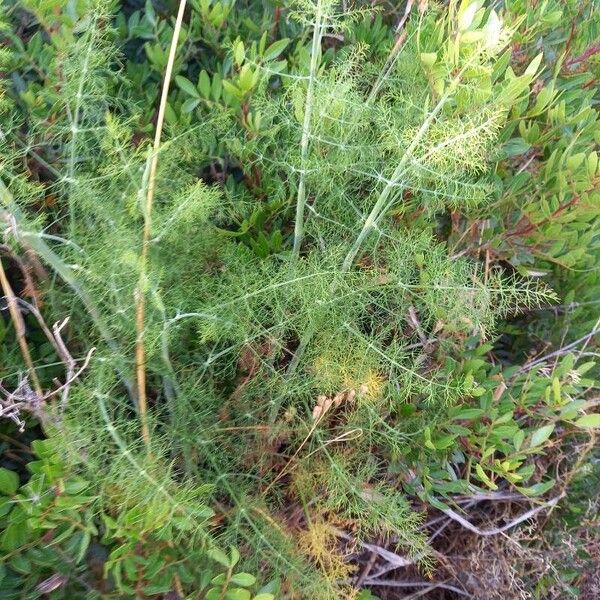 Foeniculum vulgare Liść