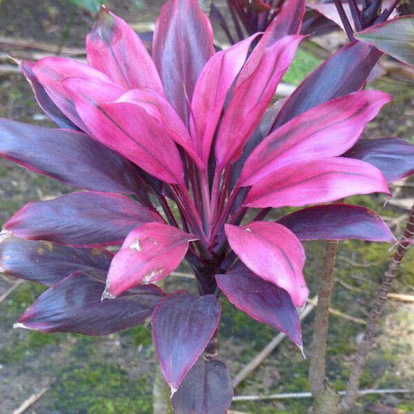 Cordyline fruticosa Fleur