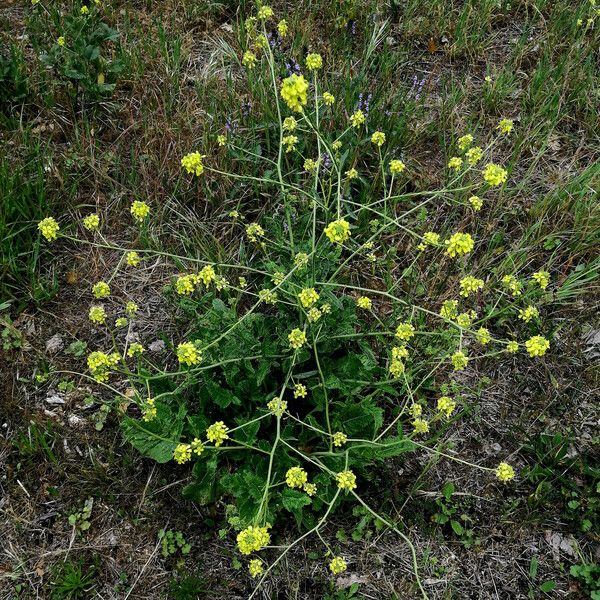 Hirschfeldia incana Λουλούδι