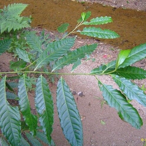 Elaeocarpus angustifolius (Blue marble tree)