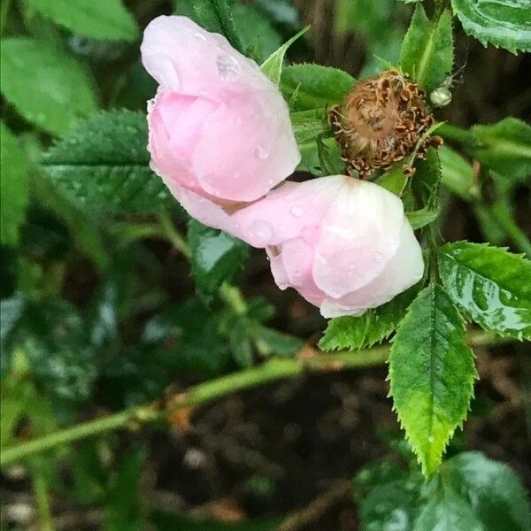 Rosa rubiginosa Flower